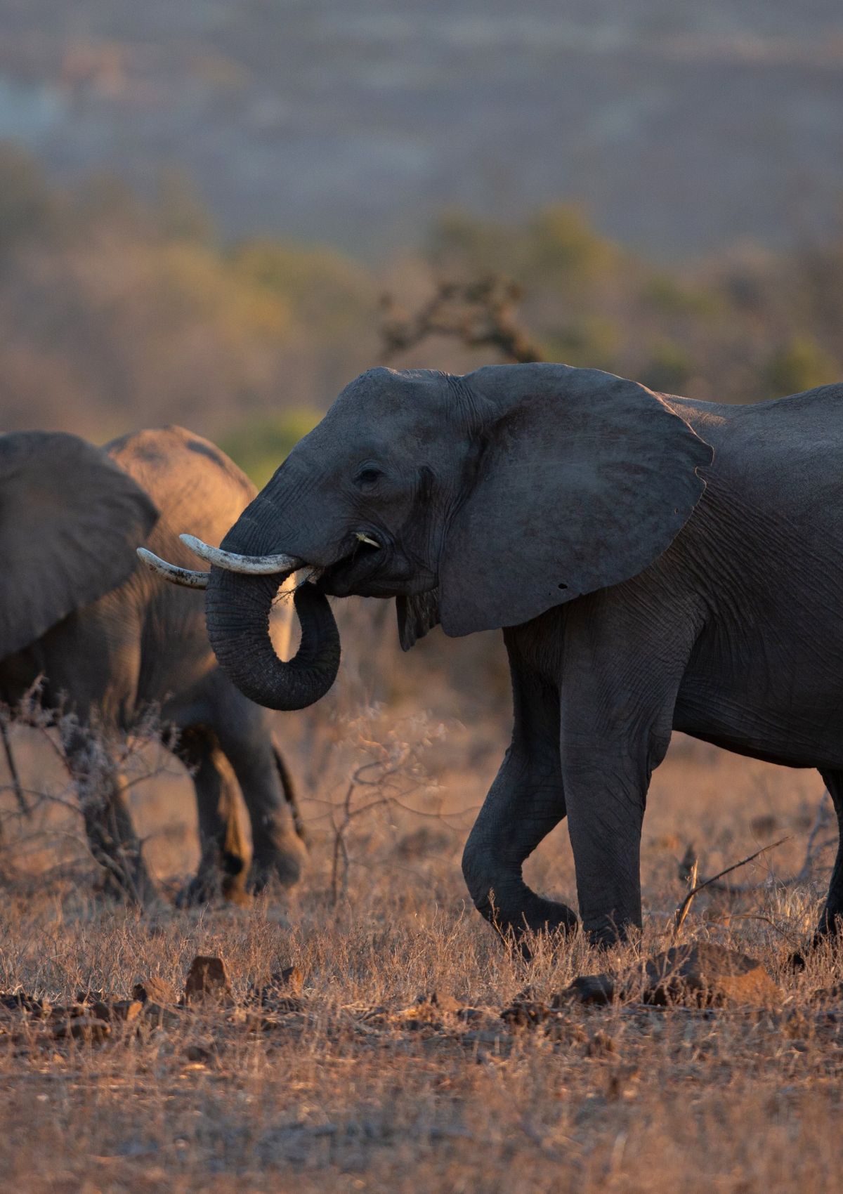 Natural Diamonds: Pledging for a Sustainable Future 14 ECO IND OTH SDGs Natural Diamonds IMG 10DE BEERS Elephant min 1