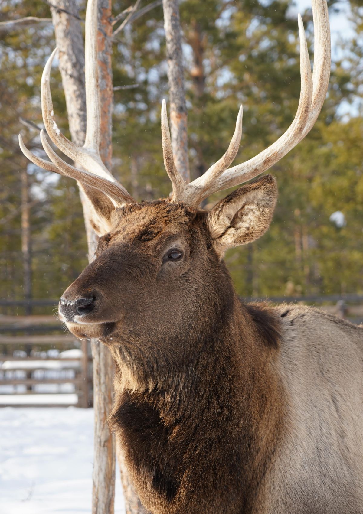 Natural Diamonds: Pledging for a Sustainable Future 16 ECO IND OTH SDGs Natural Diamonds IMG 12ALROSA Reindeer min 1
