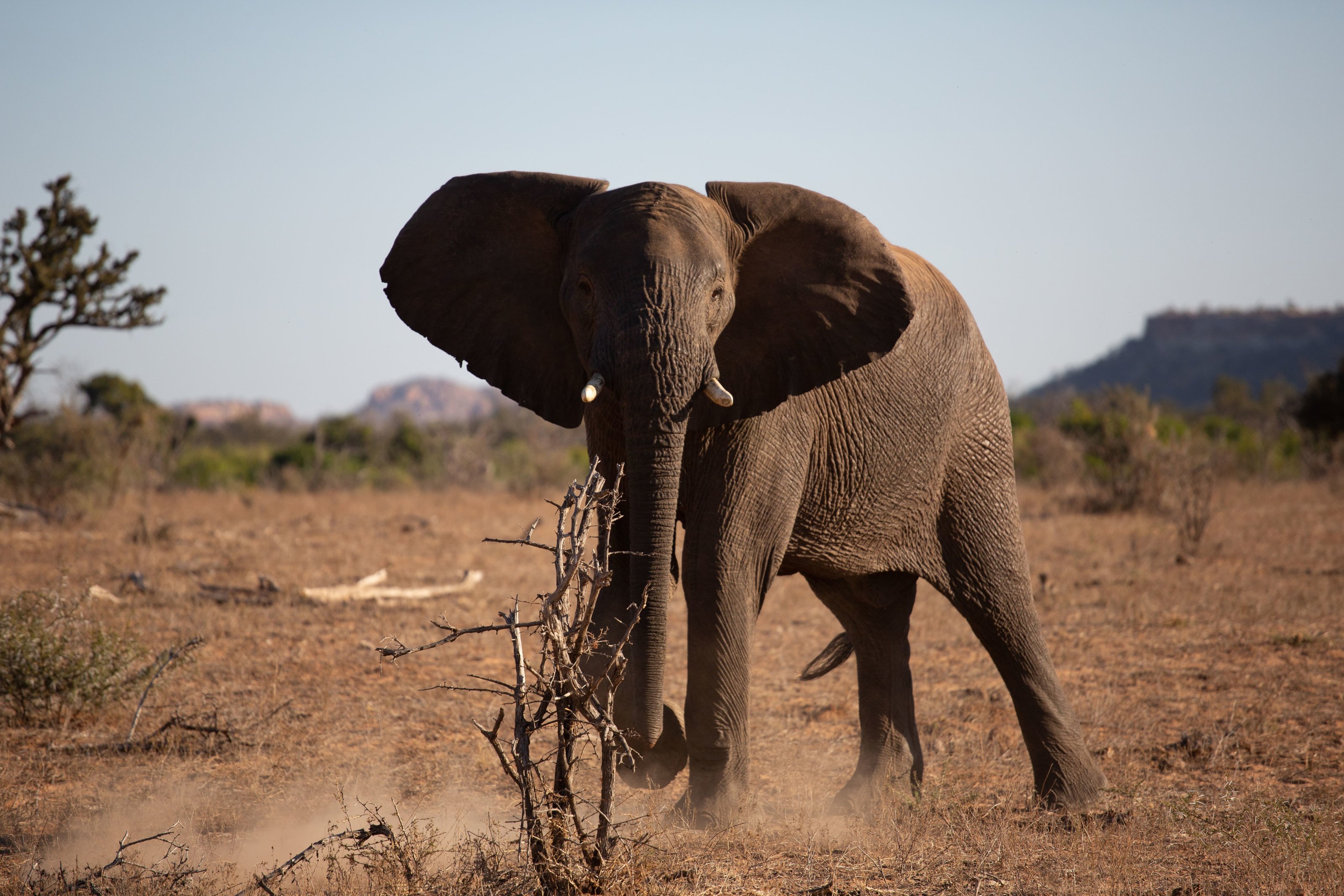 Elephant - Venetia Limpopo Nature Reserve