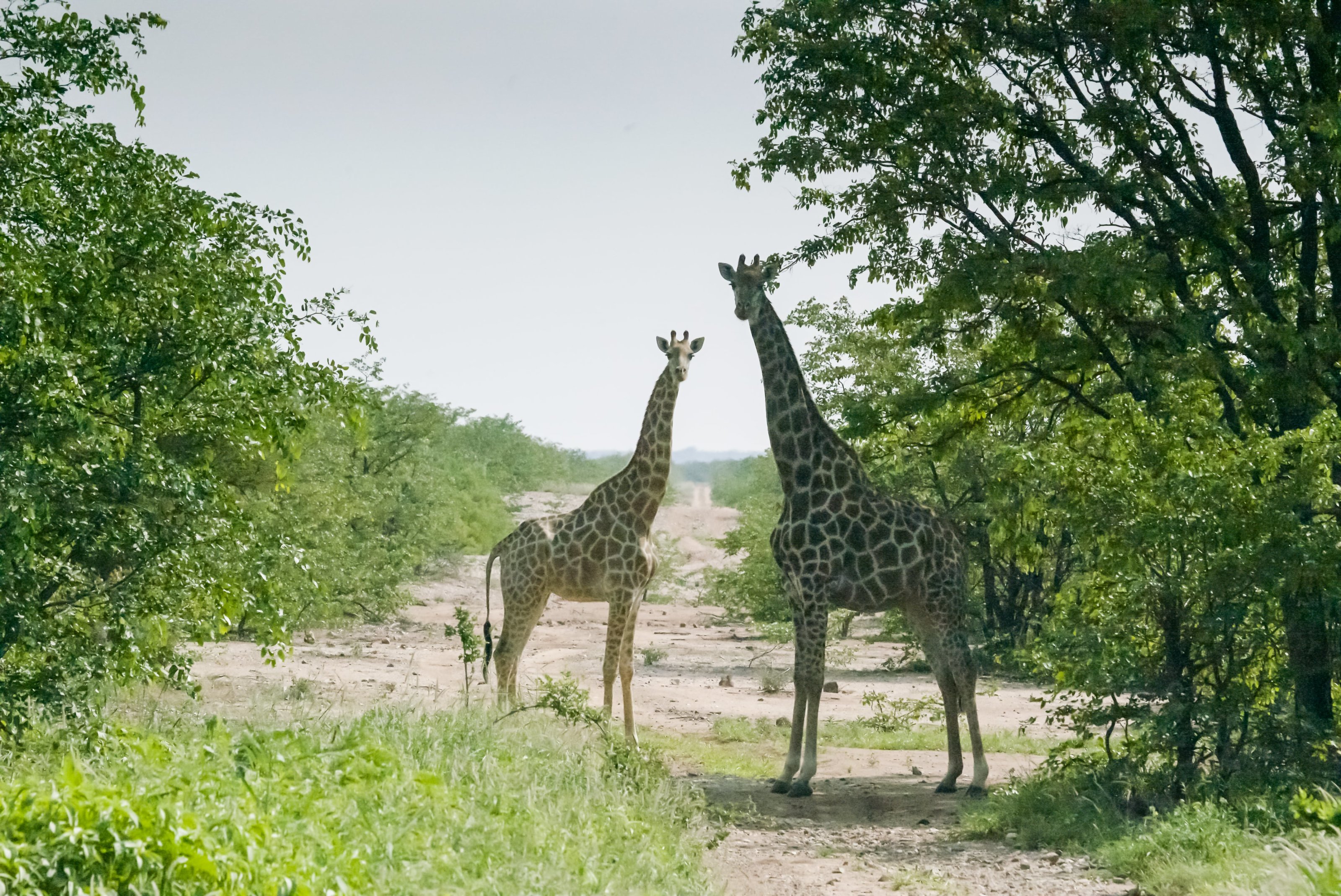 Giraffes - De Beers Venetia Limpopo Nature Reserve