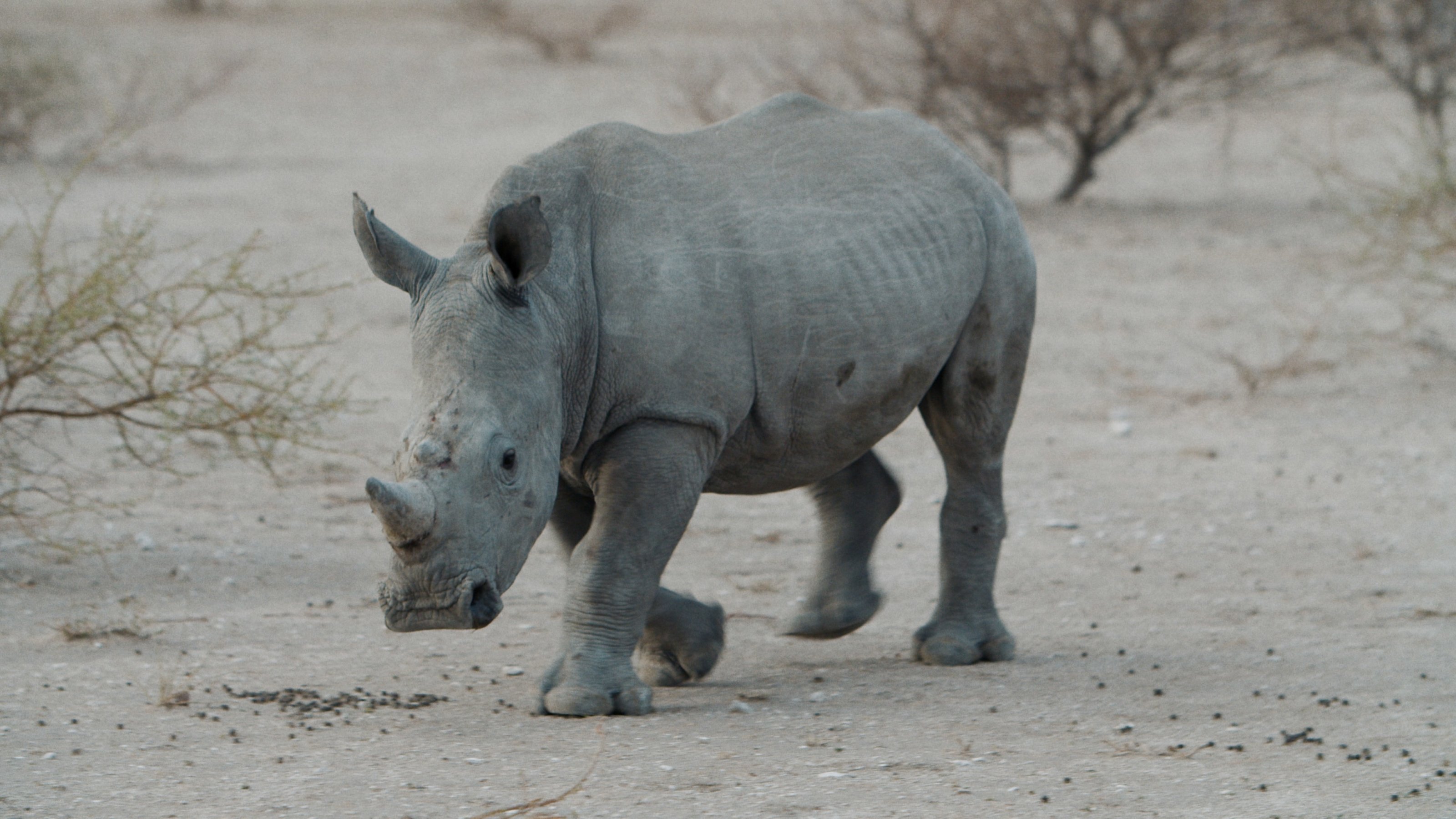 Rhinoceros - De Beers Venetia Limpopo Nature Reserve