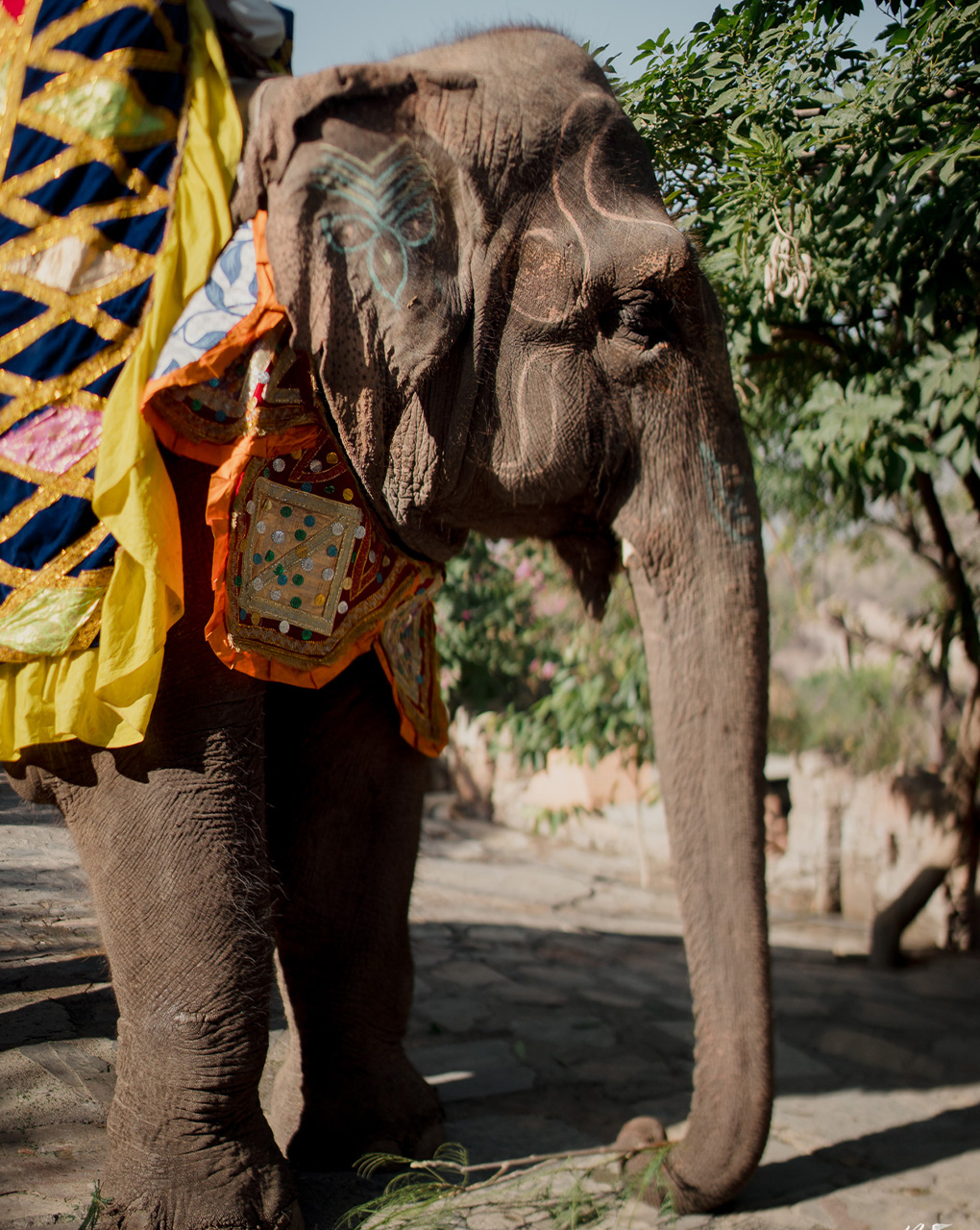 Commitment Across Cultures: How One Couple Brought New York to Udaipur 6 Commitment Across Cultures: How One Couple Brought New York to Udaipur