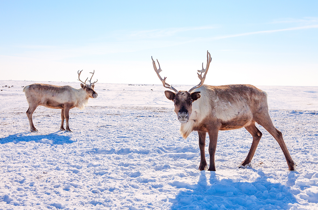 Group Of Reindeer in The Snow