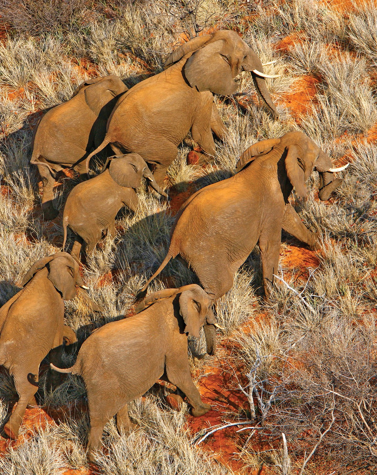 Beyond the 4 C’s: Preserving Our Wilderness and Wildlife