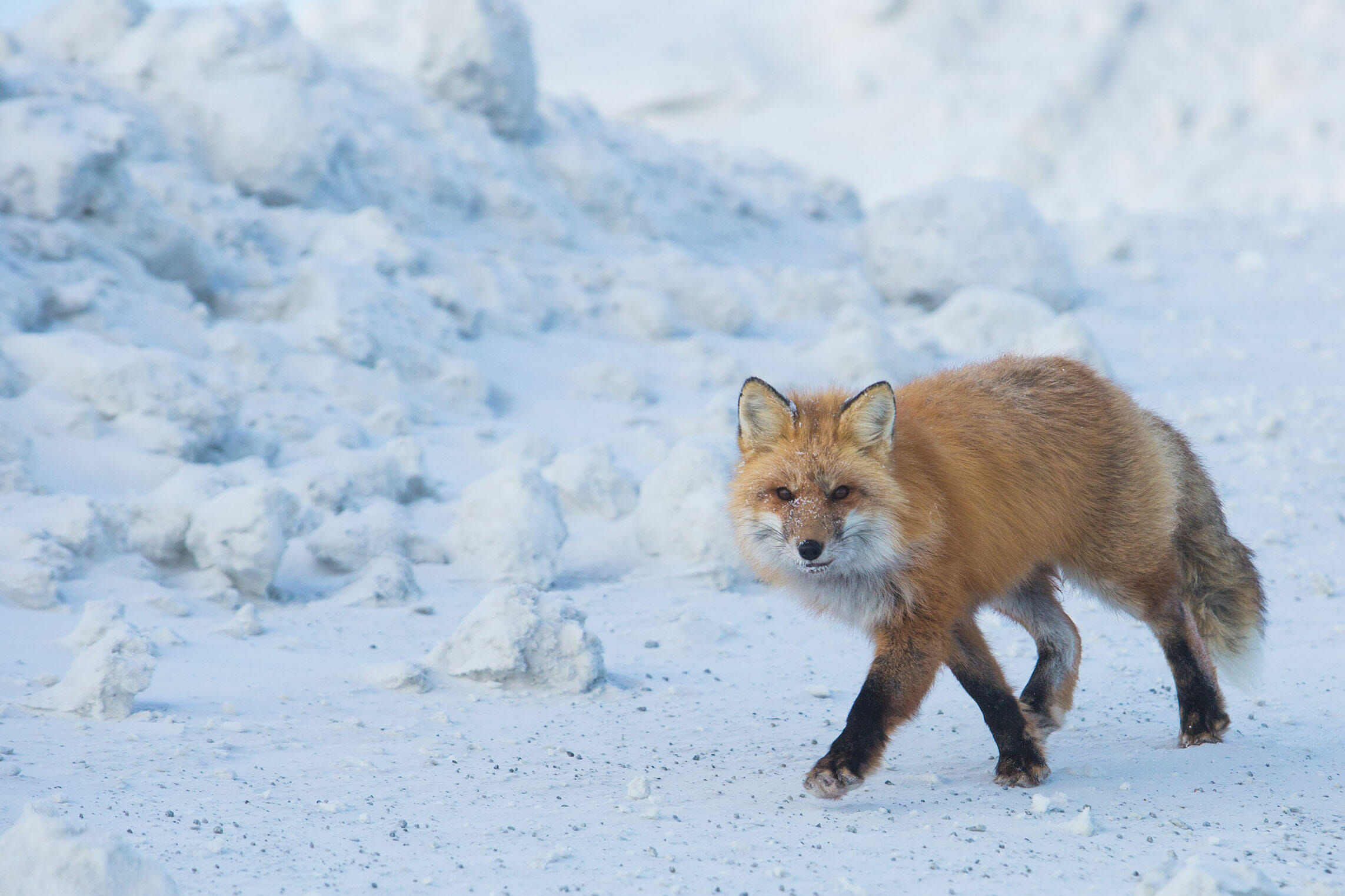 Canadian Diamonds fox in the snow by Arctic Canadian Diamond Company