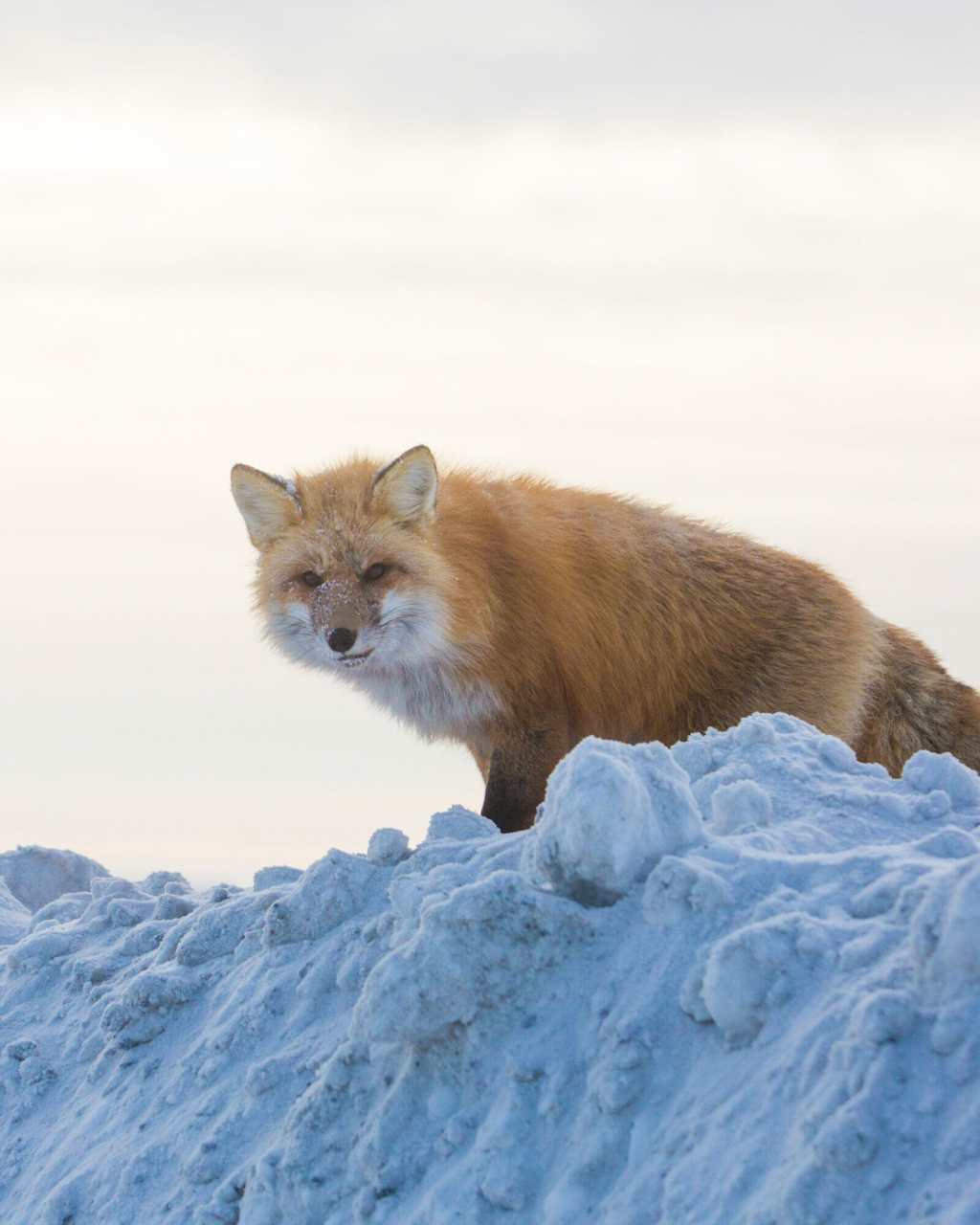 Fox in the wilderness