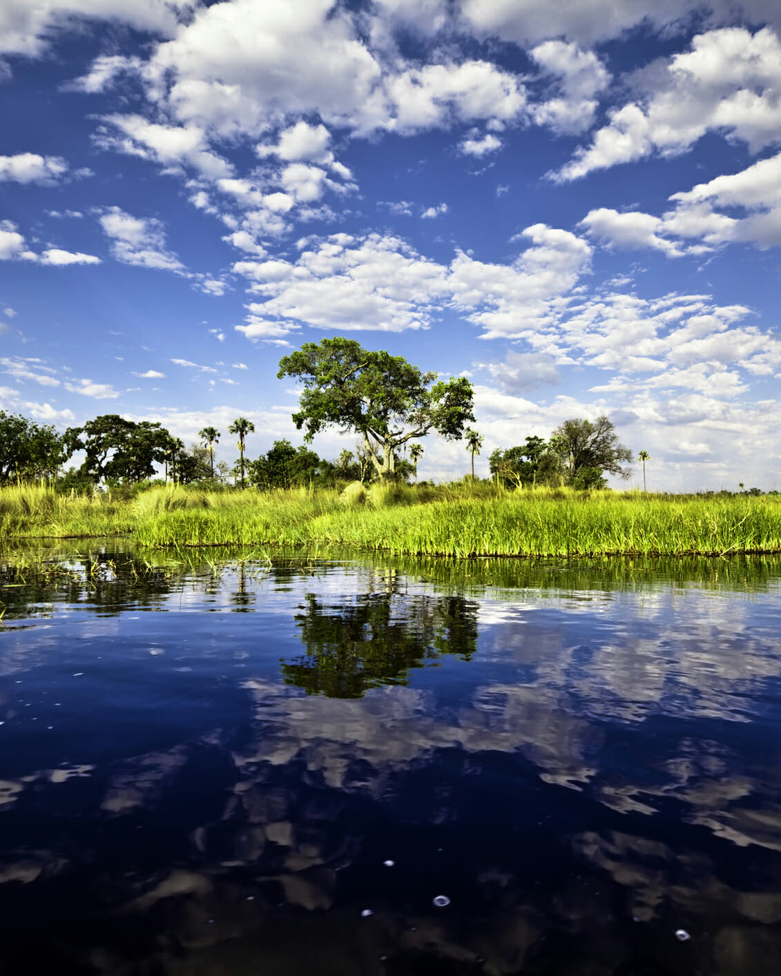 Bright landscape view of Okavango Delta, Botswana