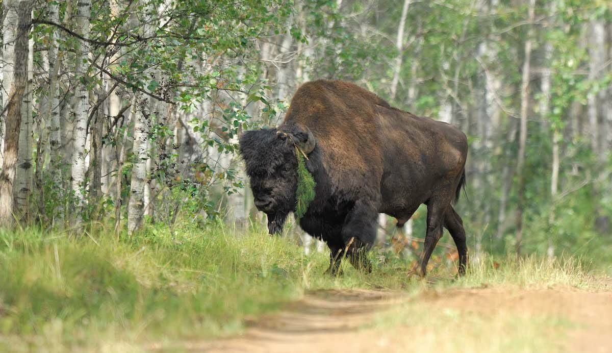 Destination Diamonds: Here's Why You Should Visit Canada’s Northwest Territories 3 DESTINATION DIAMOND Canada’s Northwest Territories bison