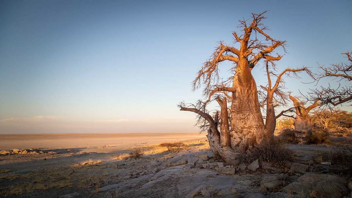 Landscape in Botswana