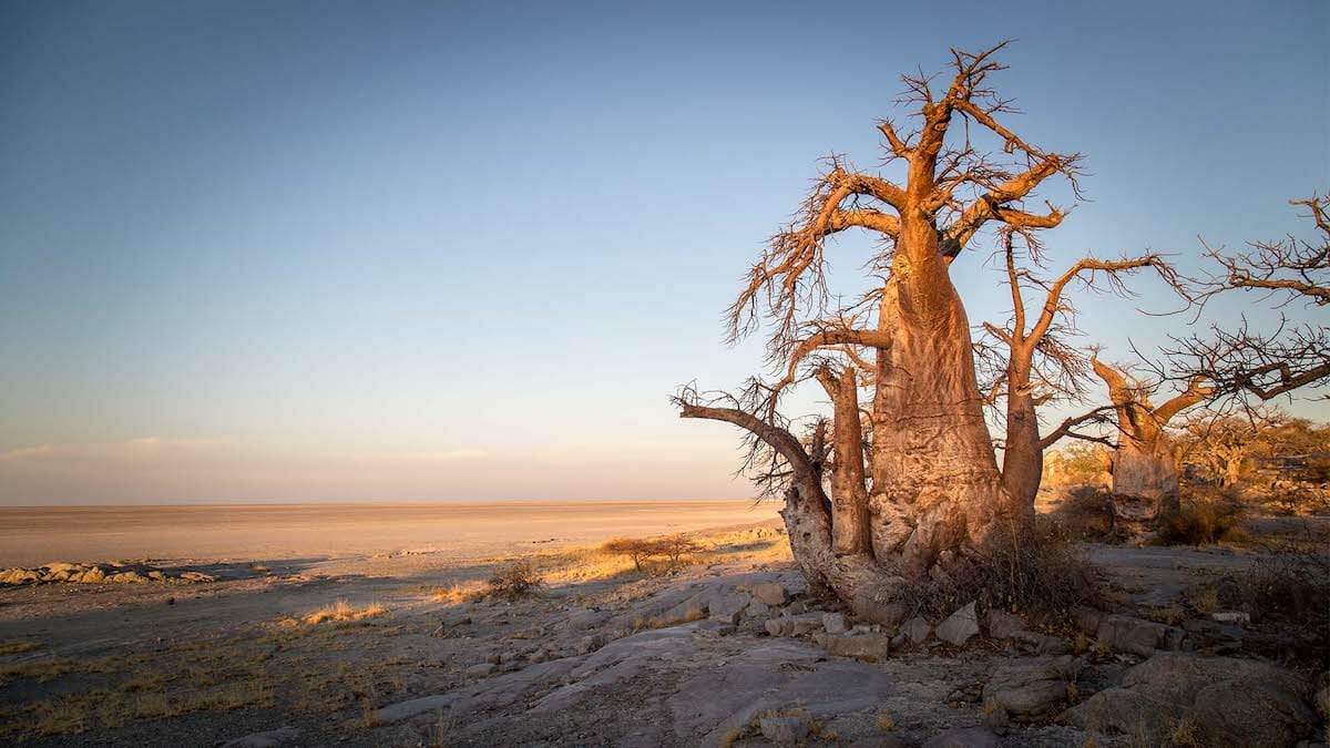 Le Voyage au Botswana qui a inspiré la Styliste Hollywoodienne Micaela Erlanger 3 Landscape in Botswana