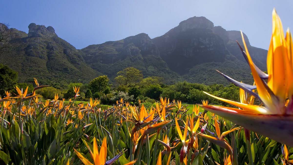 destination diamonds south africa travel kirstenbosch national botanical garden