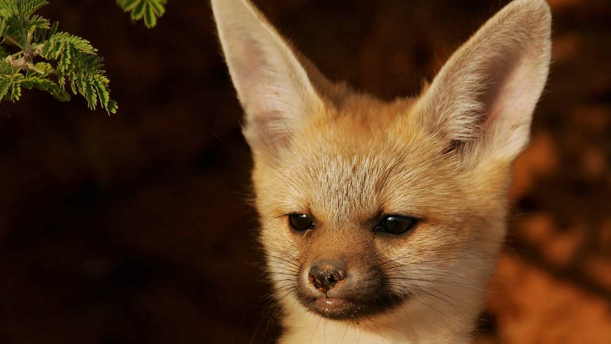 Destination Diamonds: Discover Tips for Visiting South Africa 4 destination diamonds south africa travel wildlife