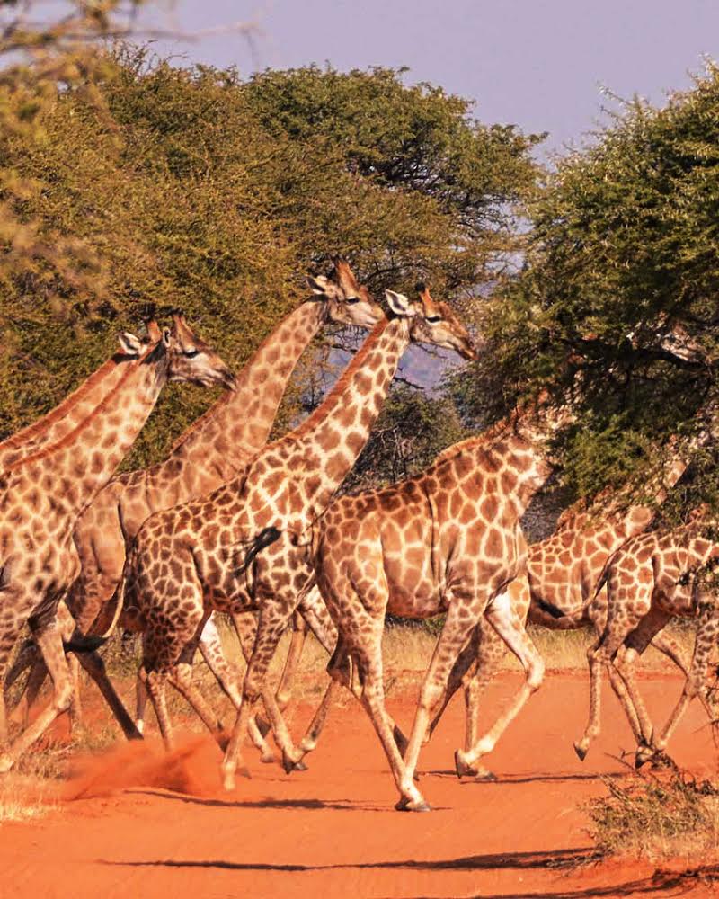 destination diamonds travel south africa wildlife giraffe
