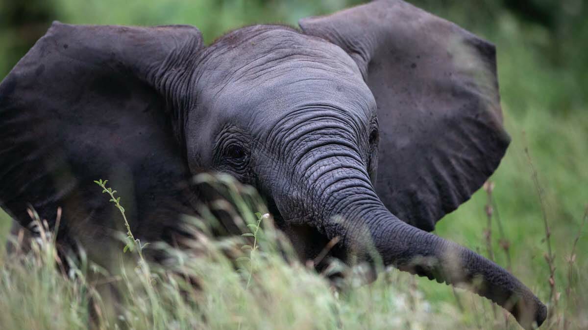 moving giants de beers baby elephants