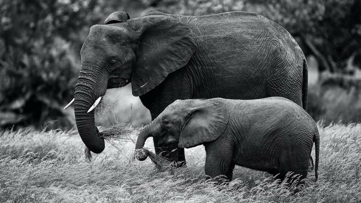 moving giants de beers baby elephants