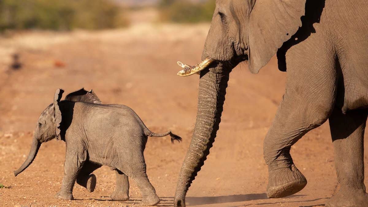 de beers Moving Giants initiative African Elephant