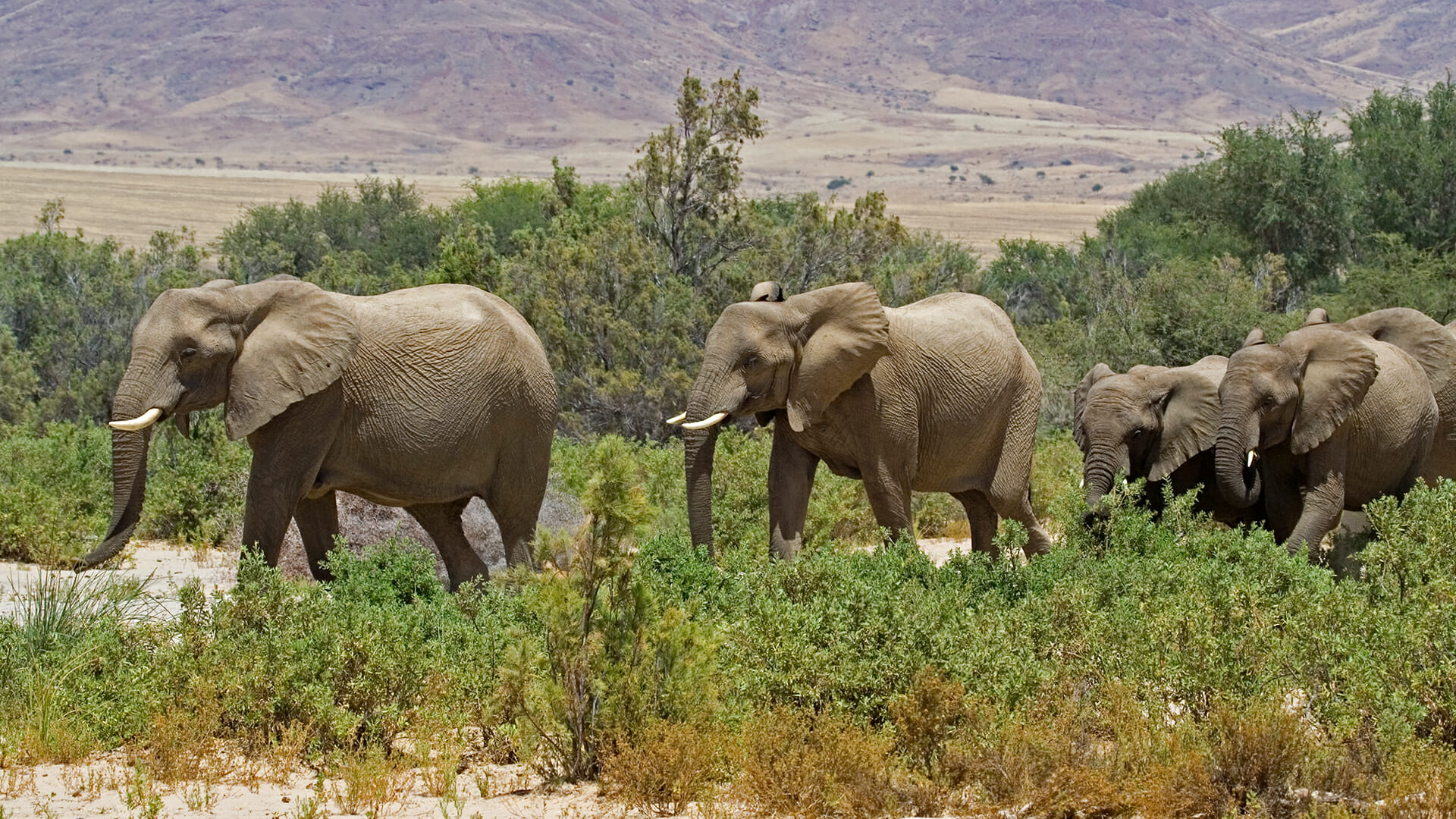 destination diamonds namibia  africa travel elephants