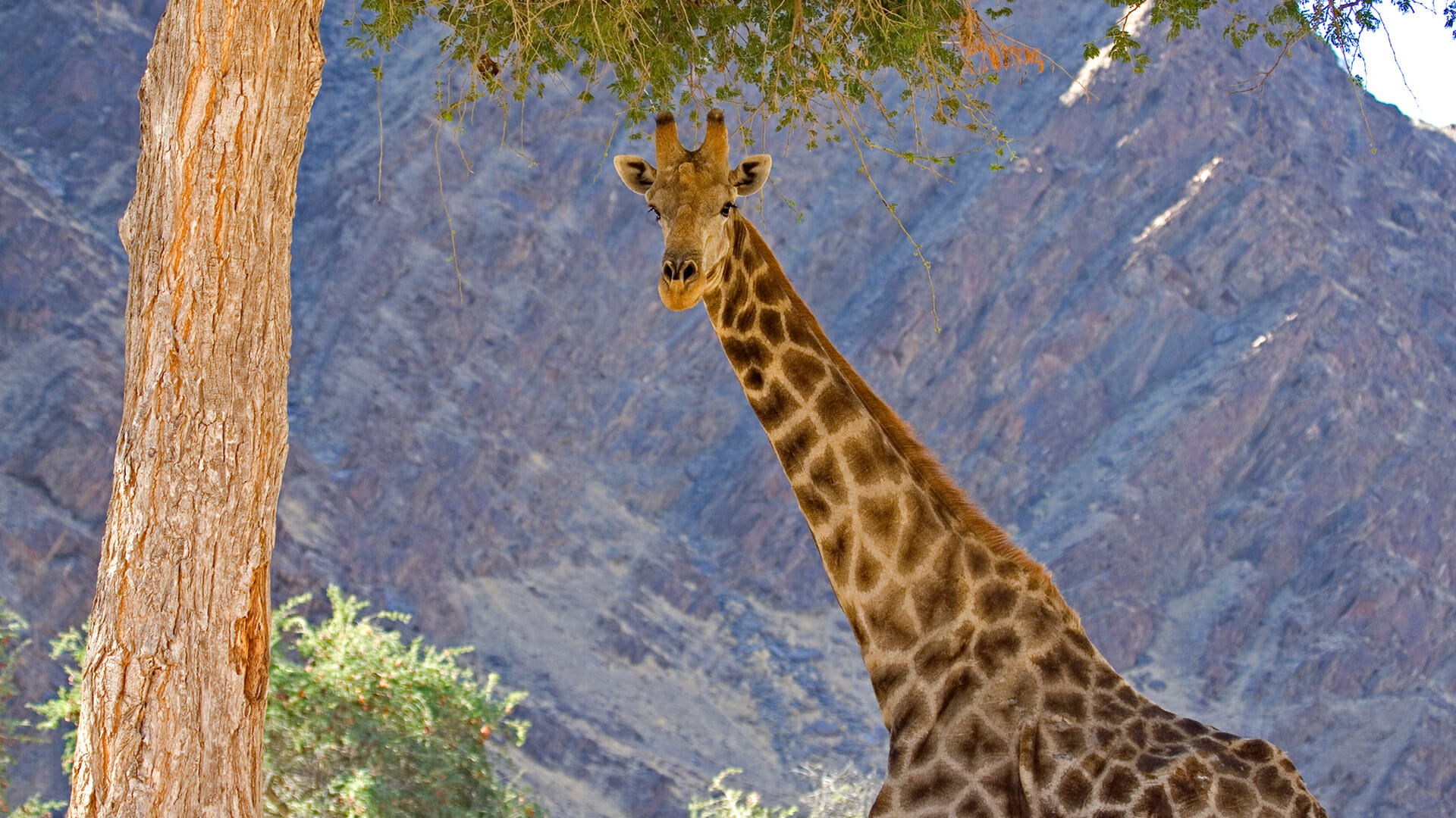 giraffe destination diamonds namibia  africa travel 