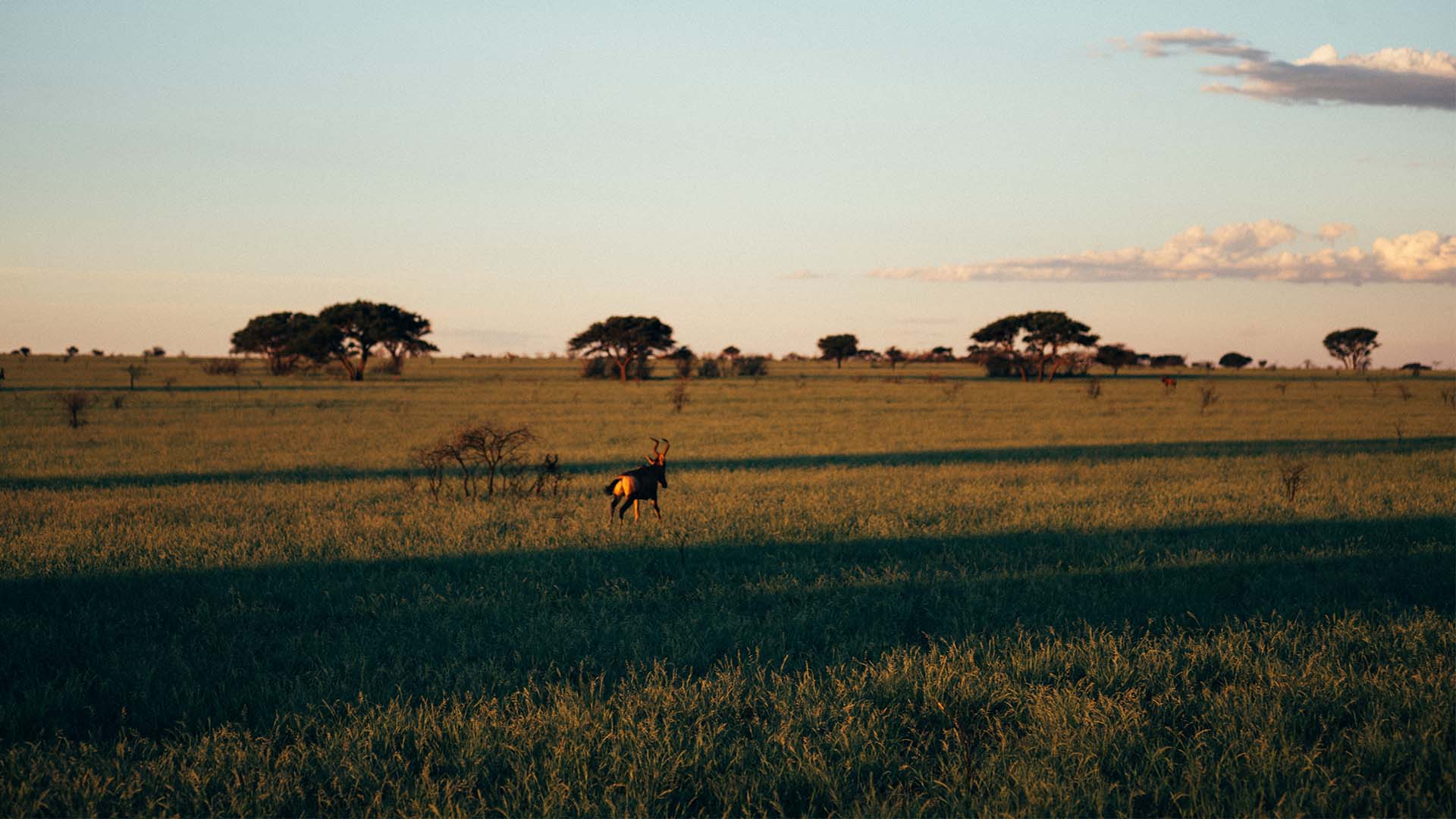 africa antelope dronfield field