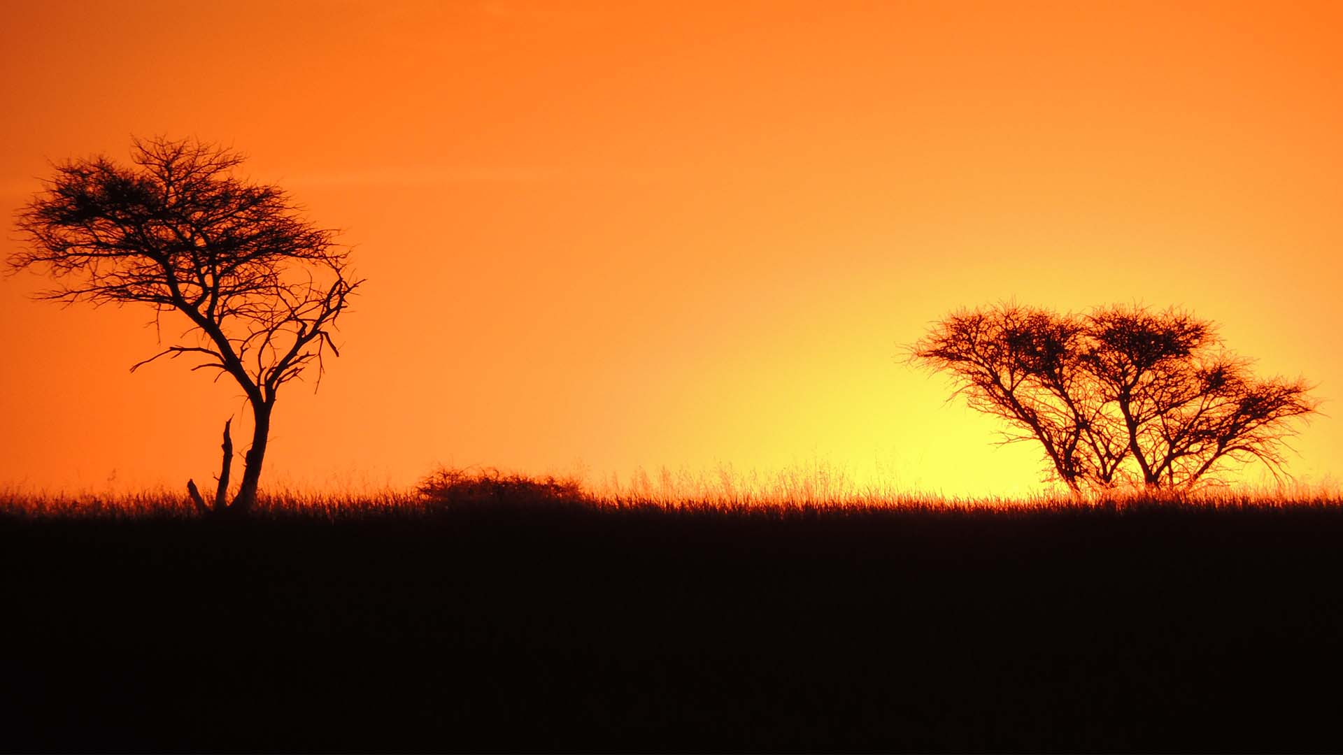africa antelope dronfield landscape