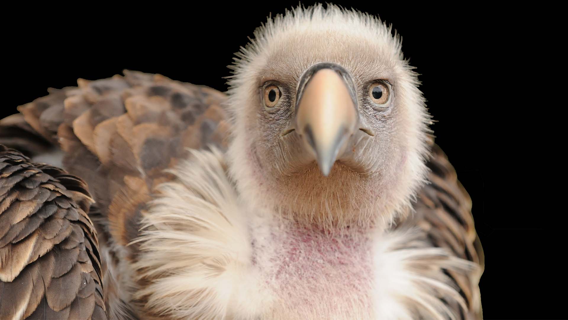 white-backed vulture chick