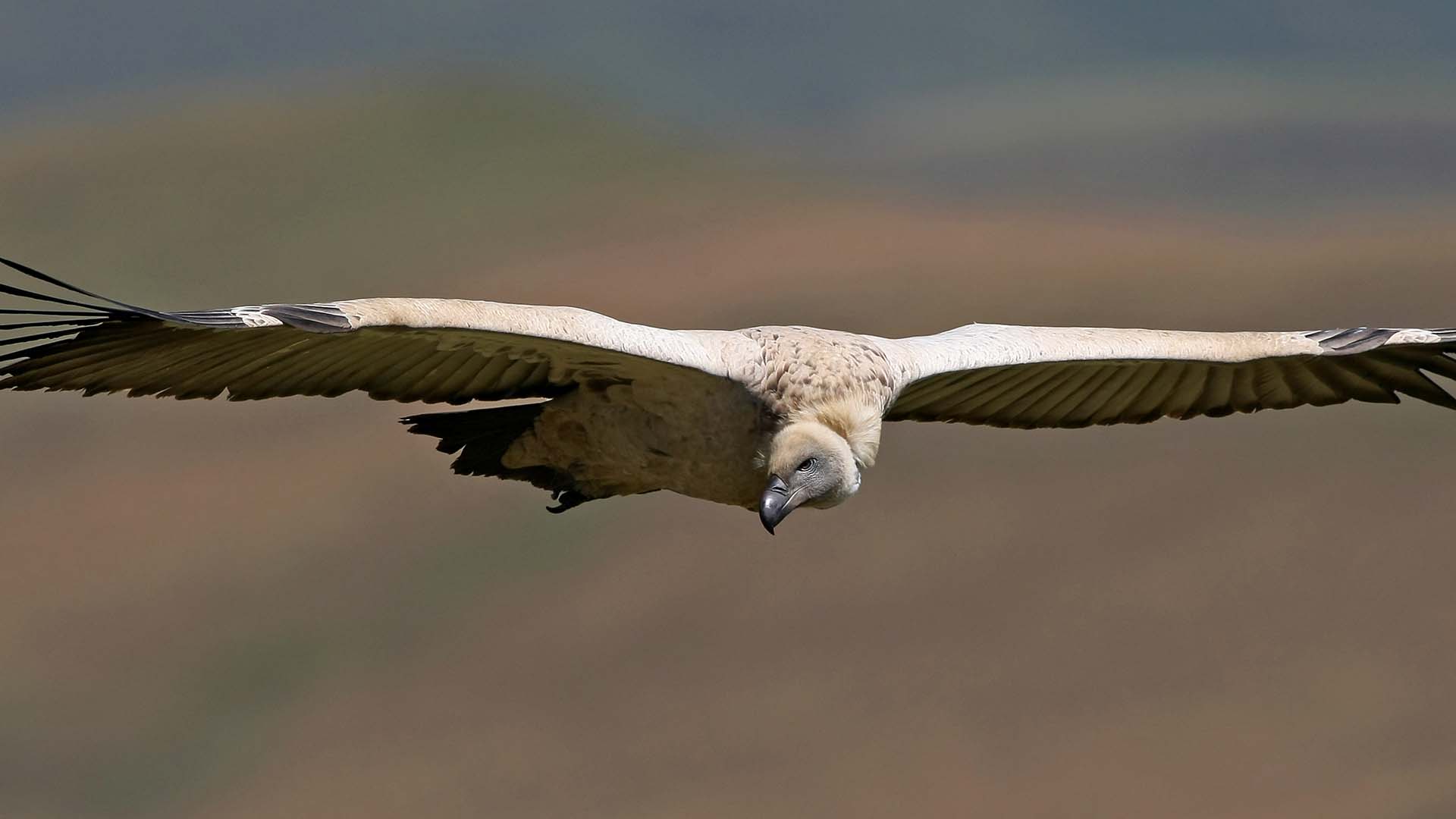white-backed vulture flying africa