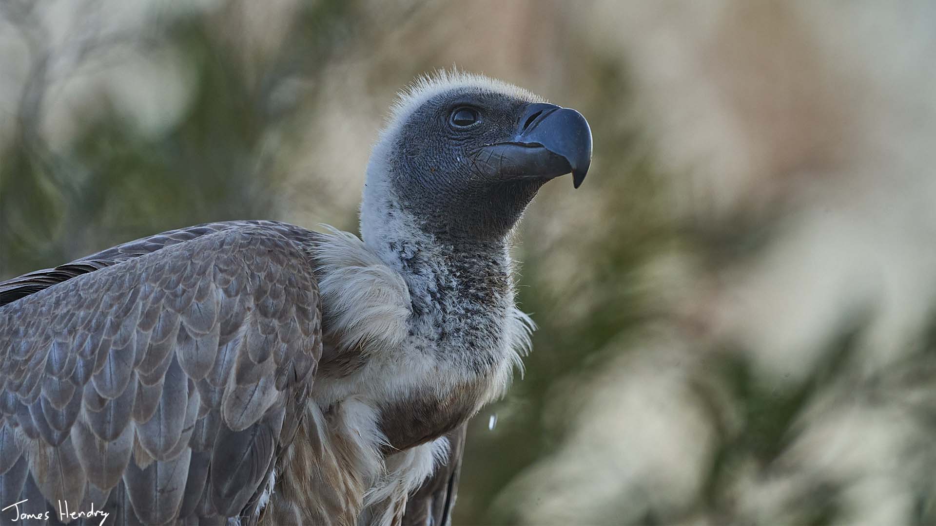 white-backed vulture africa