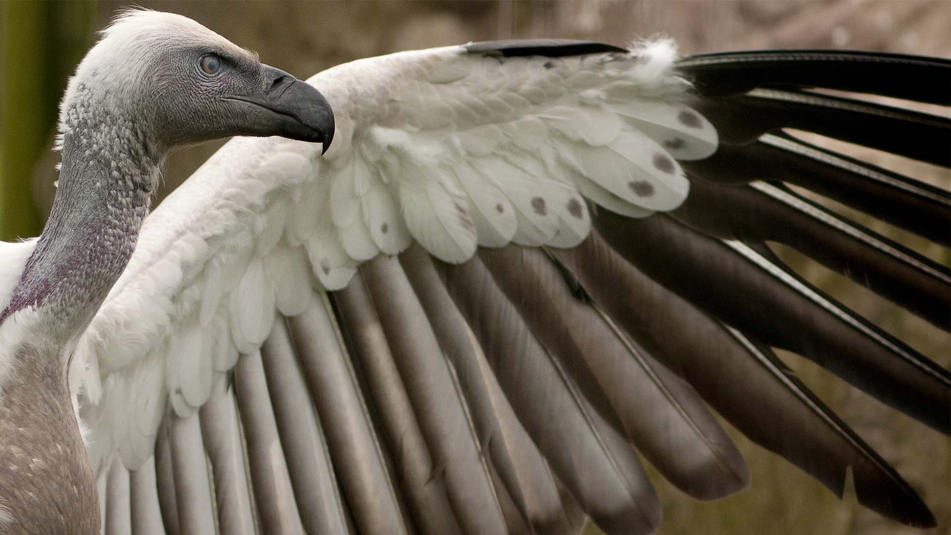 white-backed vulture africa wing feathers