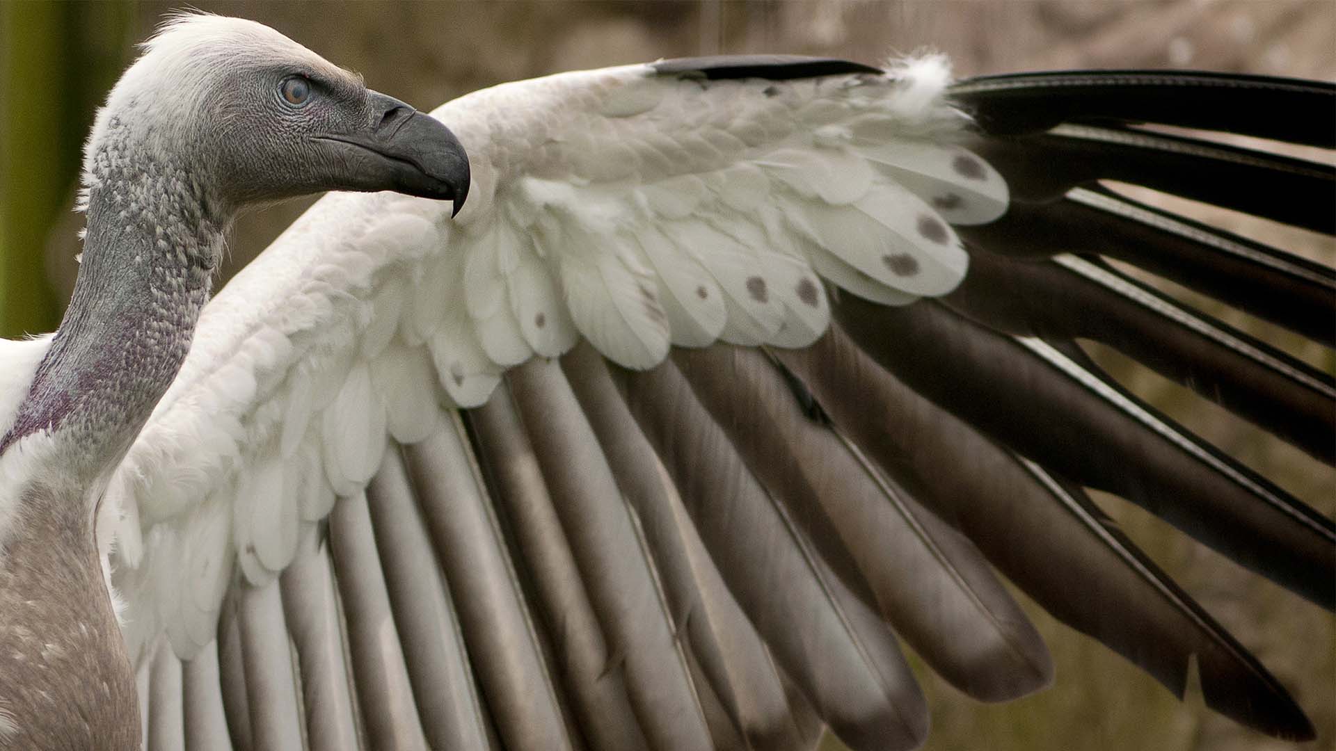 White-backed vulture, facts and photos