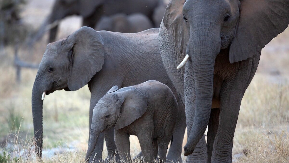 elephants world environment day