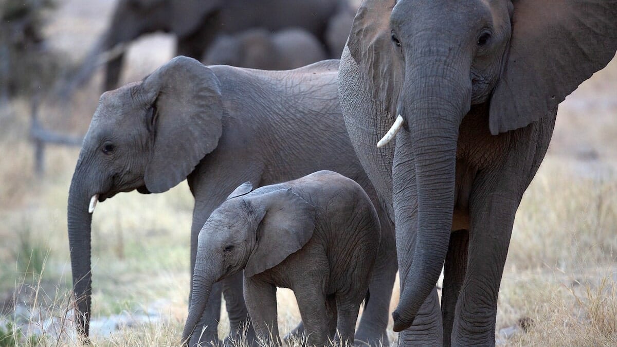 Herd of elephants