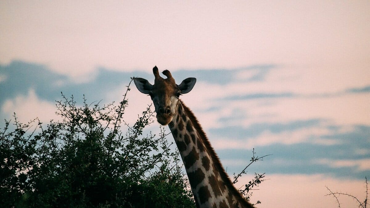 World Environment Day: Celebrating 20 years of the De Beers Diamond Route 2 world environment day giraffe