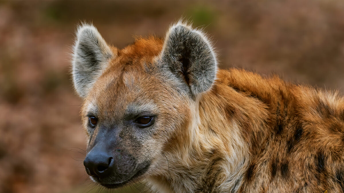 Hyena At Diamond Route