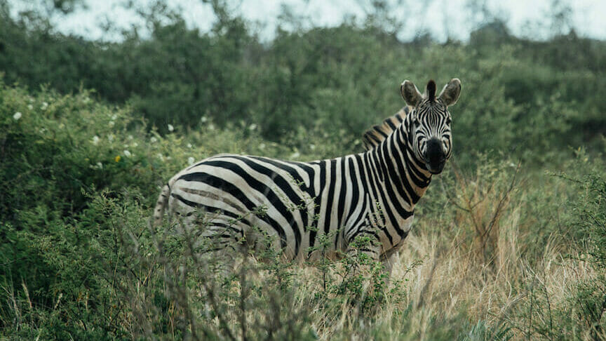world environment day zebra