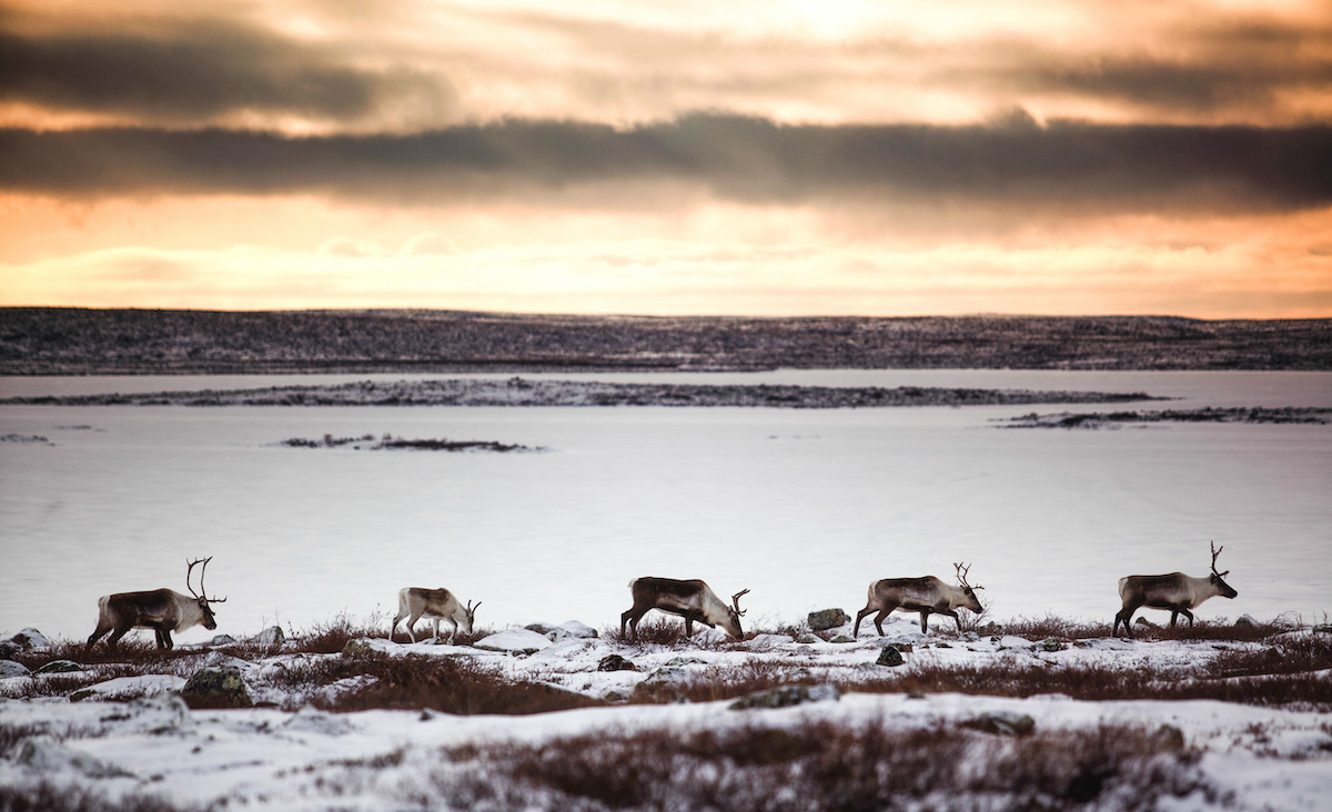 diamond mining environment canada nature caribou