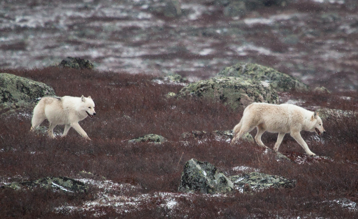 A family of wolves near the diamond mining area
