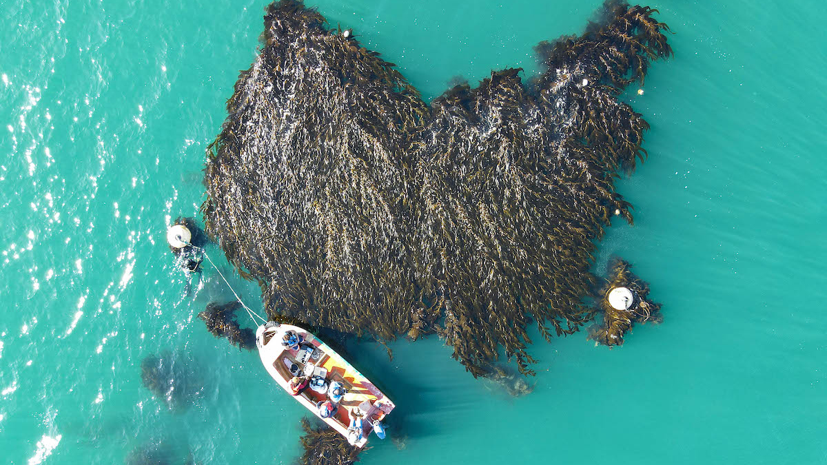 kelp blue sustainability de beers