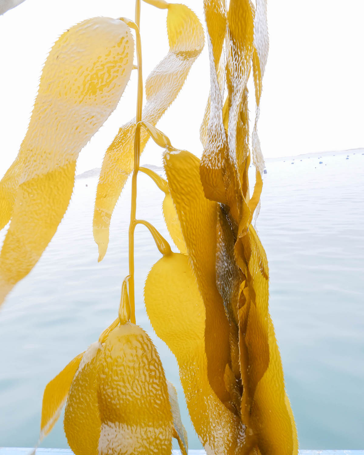 kelp blue sustainability de beers
