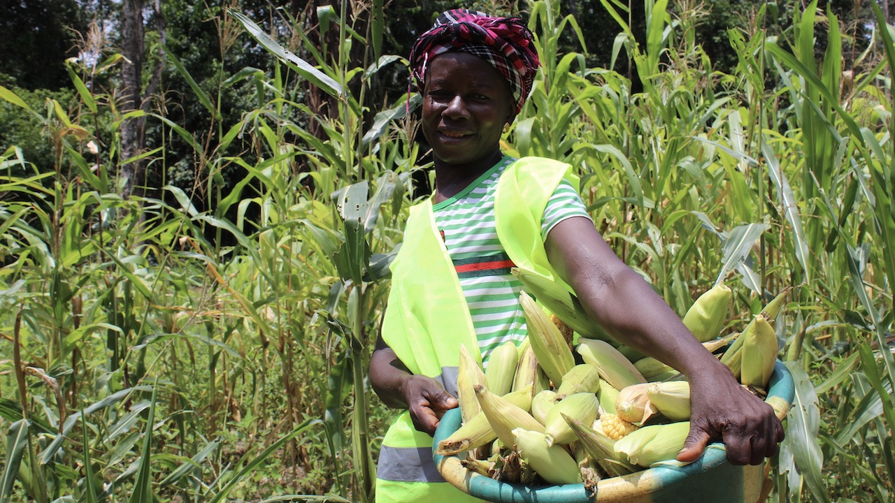 A farmer with a corn harvest as a result of GemFair's land reclamation program in Sierra Leone