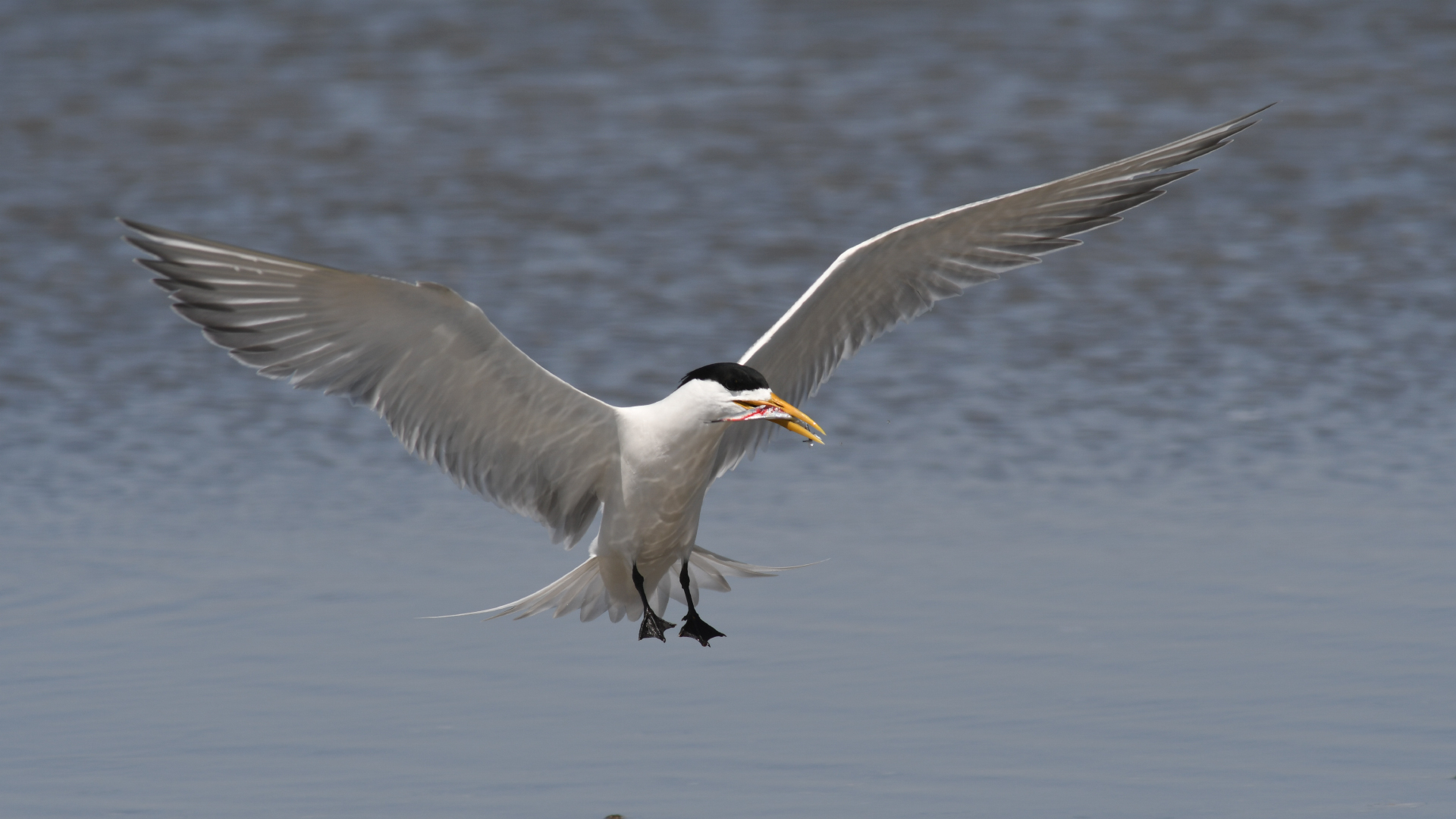 A Wing and a Prayer