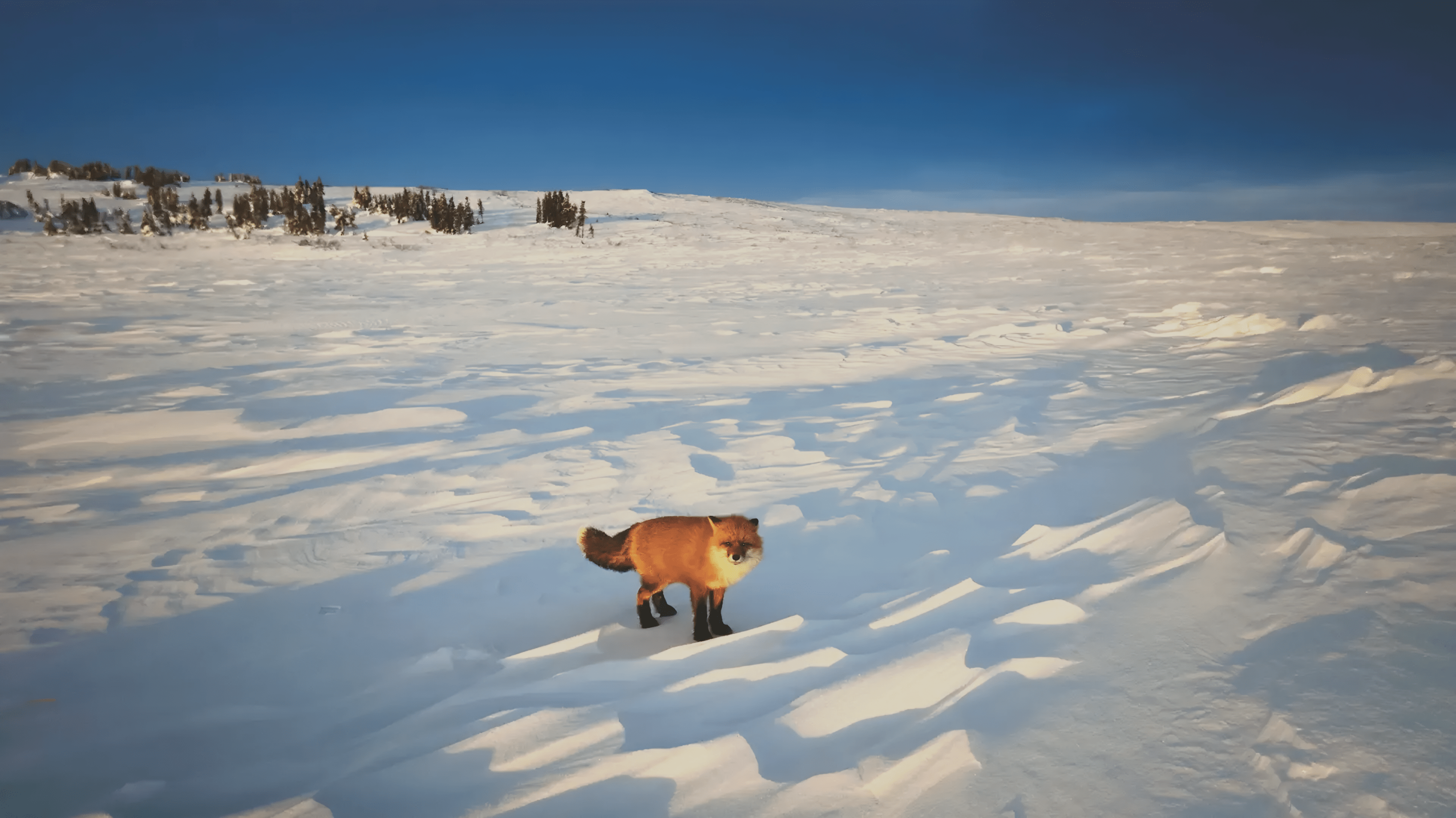A Song of Ice & Diamonds: Lily James' Arctic Adventure