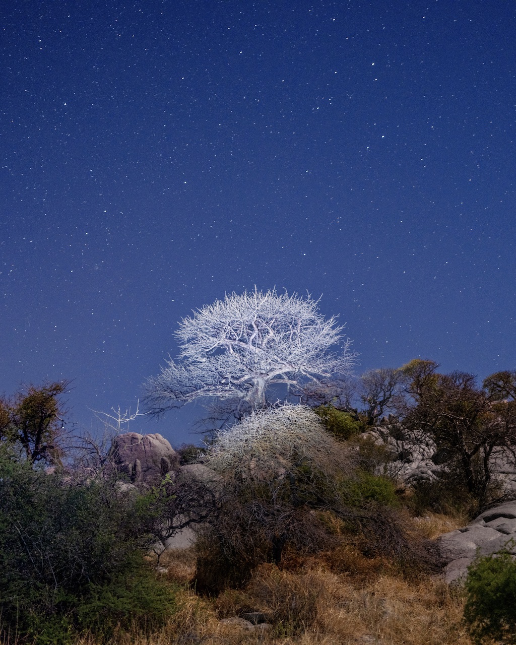 A tree in the blue night sky in Botswana from the 2025 Jared film by director Luc Jacquet, A Diamond is Born.