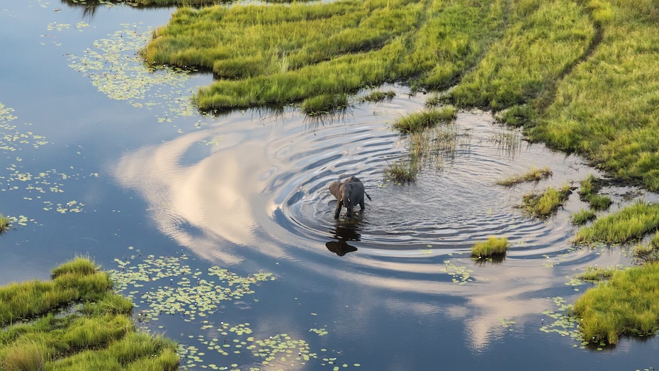 Botswana Minister Kenewendo and how natural diamonds make her nation shine sustainability Aerial view of elephants, Okavango Delta, Botswana, Africa