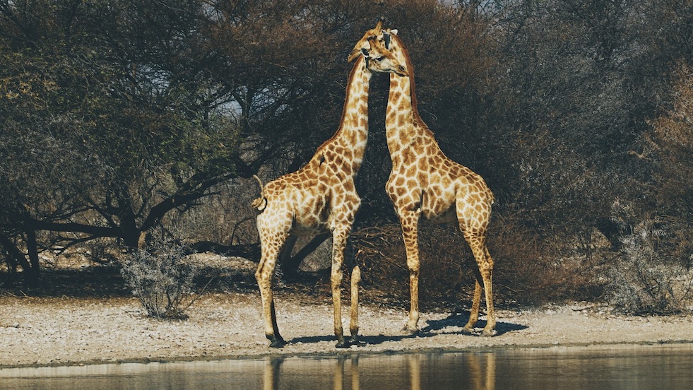  Botswana’s Minister Kenewendo and How Natural Diamonds Make Her Nation Shine