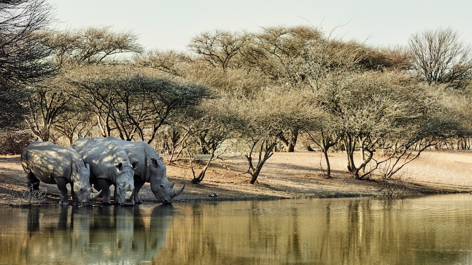 Botswana Minister Kenewendo and how natural diamonds make her nation shine sustainability Rhinos at the Orapa Game Park in Botswana