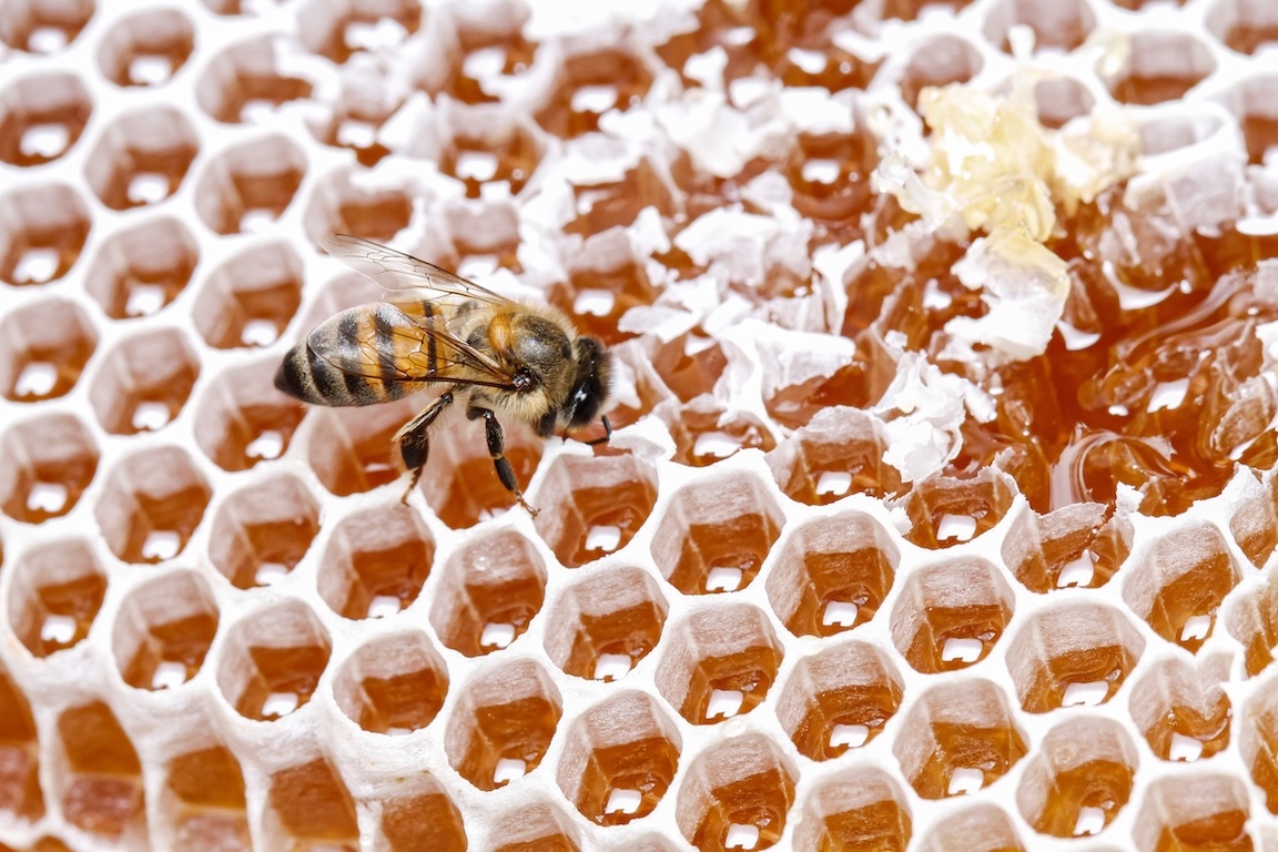 A honey bee feeds on honey in a comb at the National Beekeeping Institute