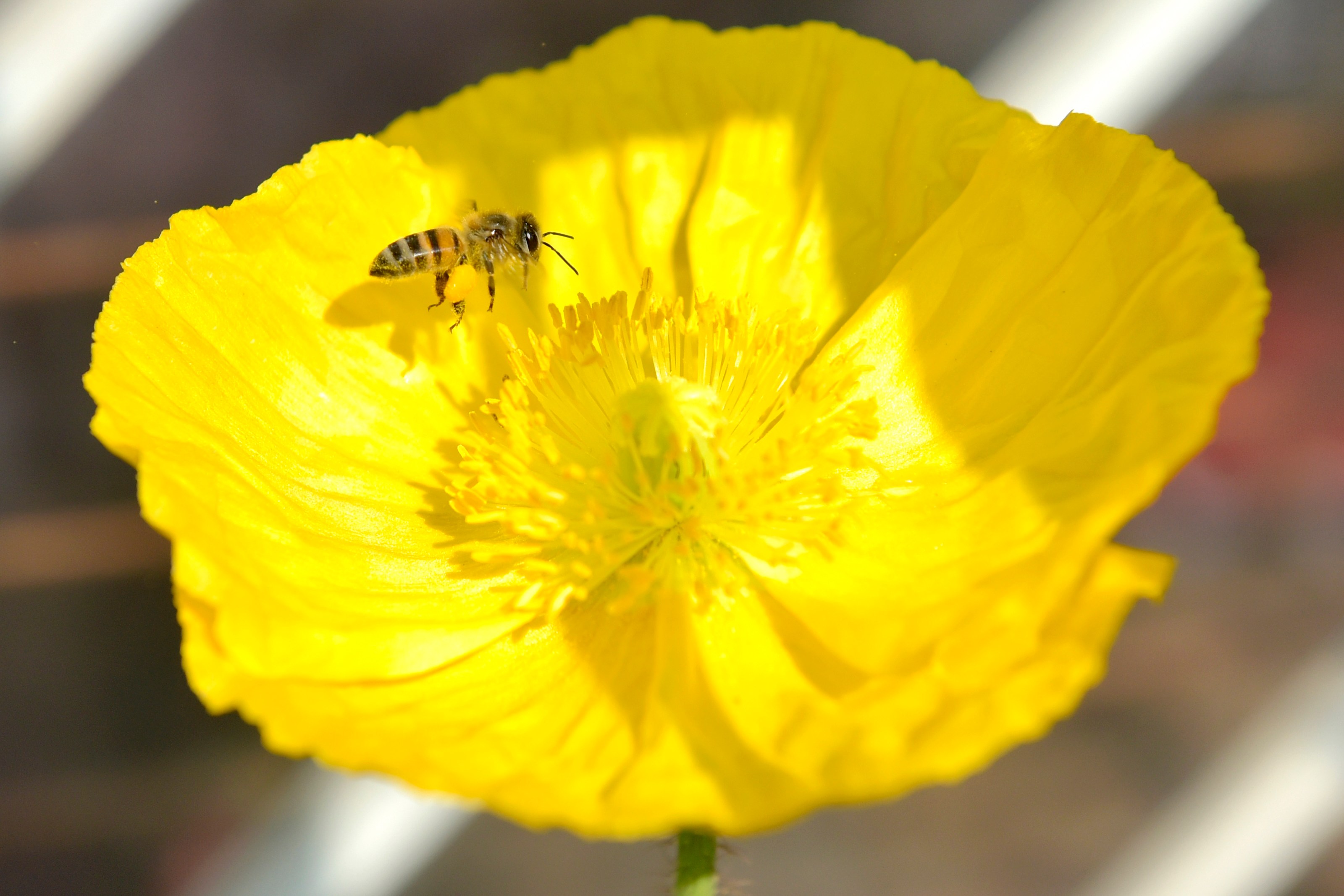 A honey bee on a poppy flower in Johannesburg.