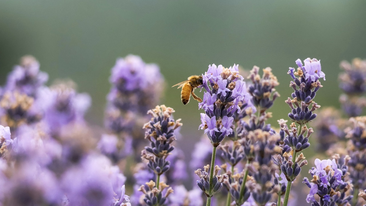 A honey bee collects nectar from lavender blossoms (Getty Images)