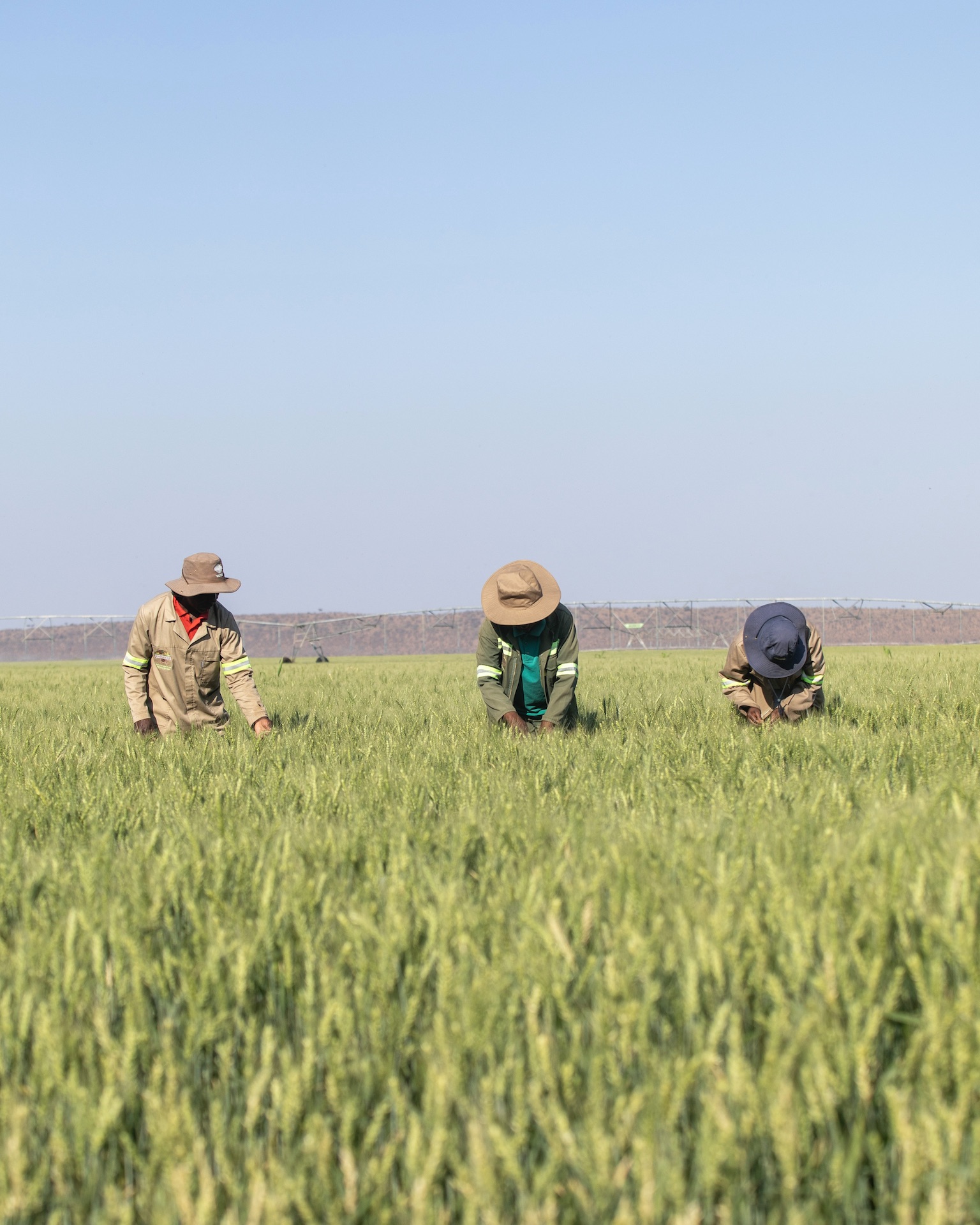 Since participating in the De Beers funded Stanford Seed Transformation program, Lembie Tlhalerwa, owner of Kwenantle Farm in Eastern Botswana, gained skills and guidance to grow her farming business from 120 hectares to 1,800 hectares in a few years