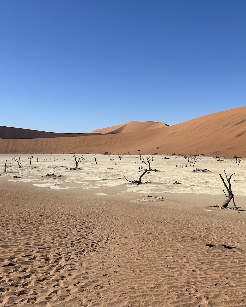 Desert Diamonds: The Namib Desert in Namibia is the oldest desert on Earth (Courtesy of Leah Faye Cooper)